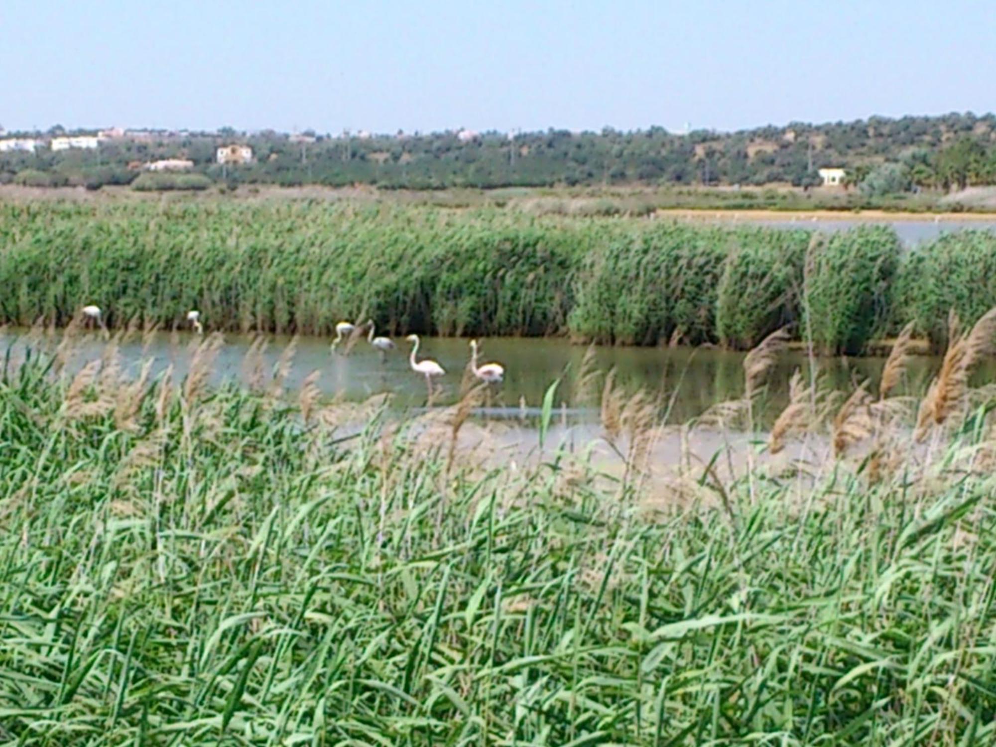 Bayside Salgados Lejlighedshotel Albufeira Eksteriør billede